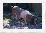 27 - 05 Porcul Pamfil * 640 x 429 * (78KB)